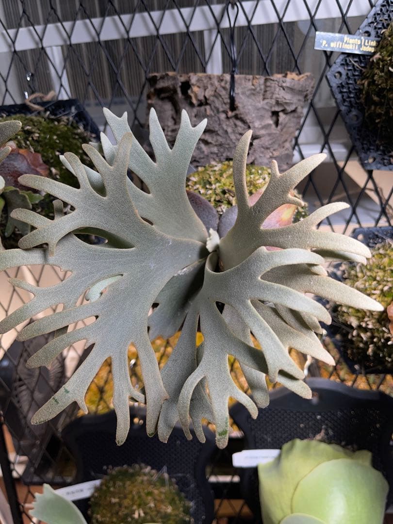 ビカクシダ P. willinckii Jenny TC スーパードワーフ