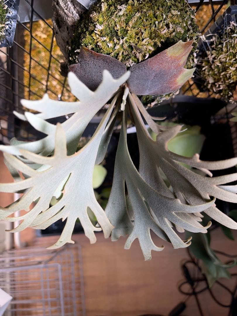 ビカクシダ P. willinckii Jenny TC スーパードワーフ