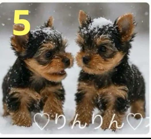 ご確認用　りんりん様パネル　ハンドメイド　11/29