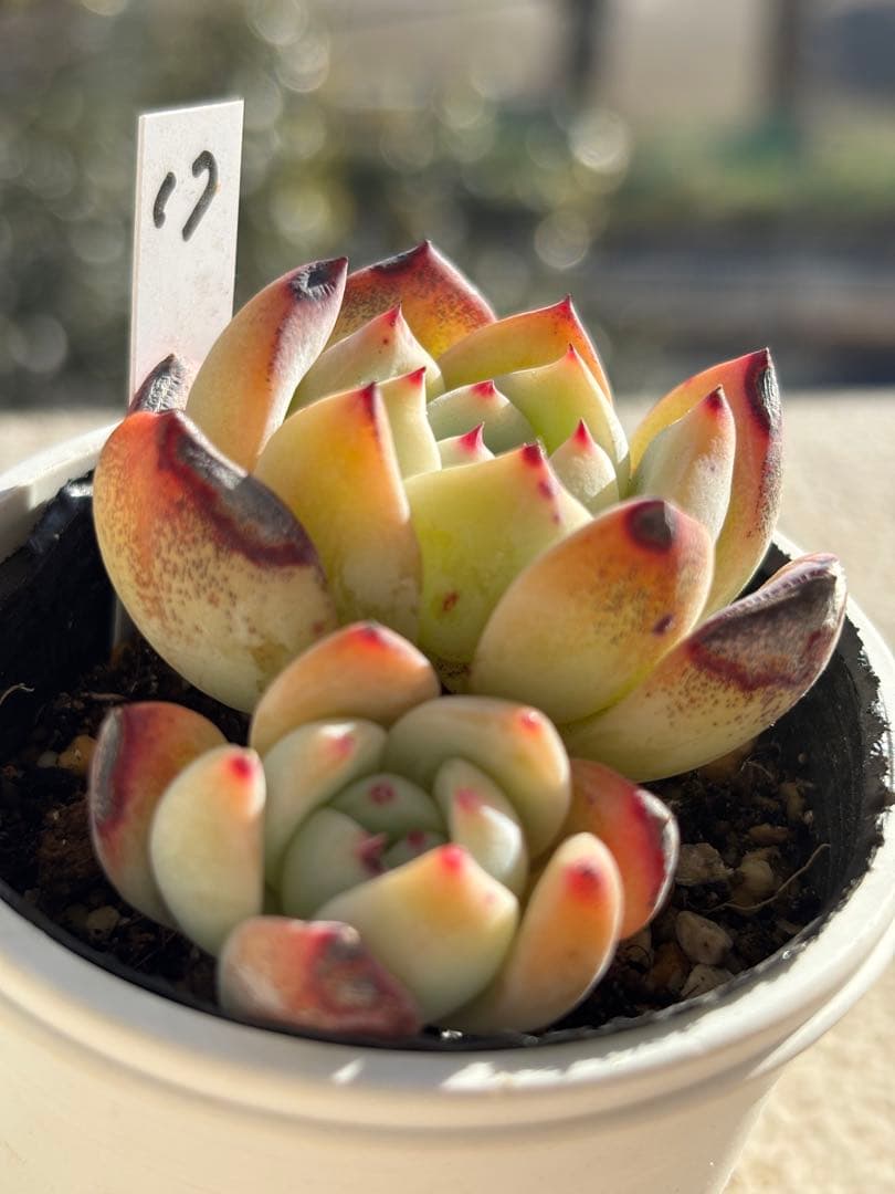 １７　訳あり　多肉　ももりん　ミックスベリア　おらいさん苗　検) 青札　ざわわ