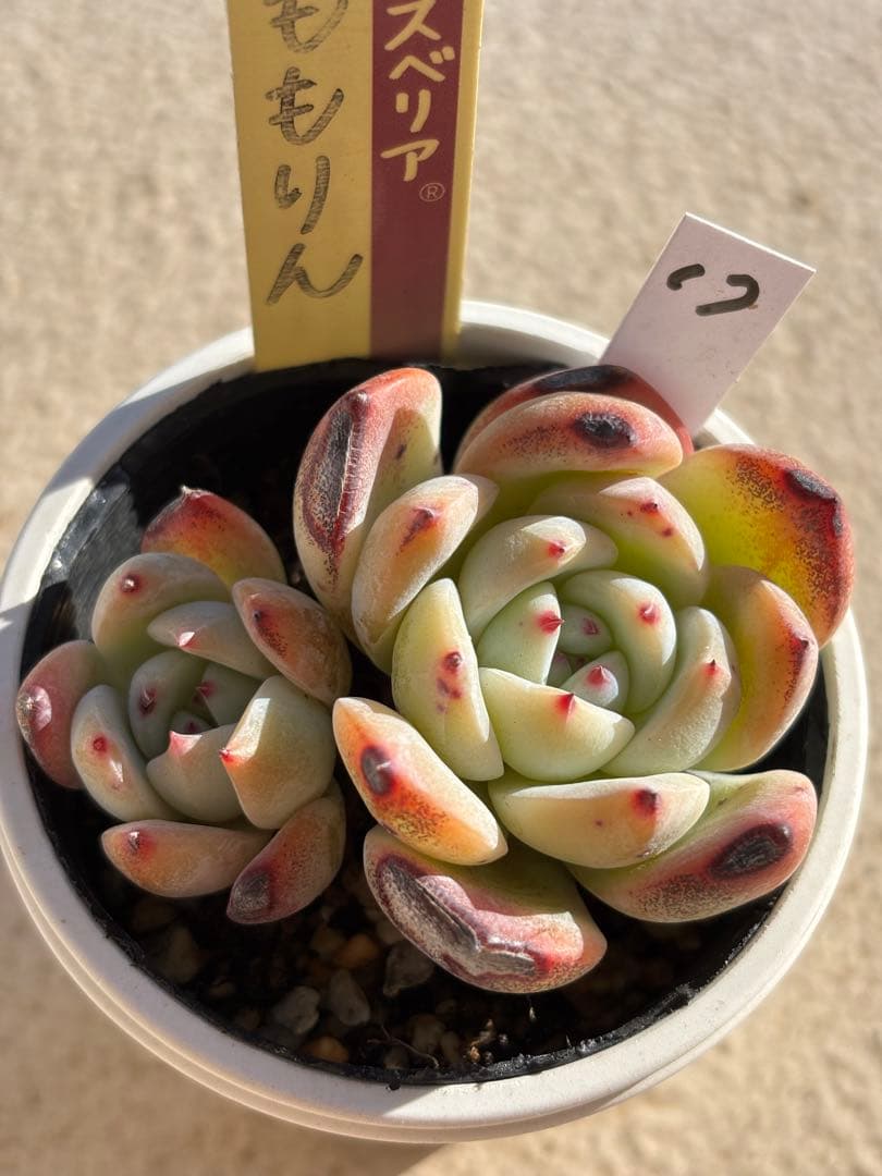 １７　訳あり　多肉　ももりん　ミックスベリア　おらいさん苗　検) 青札　ざわわ