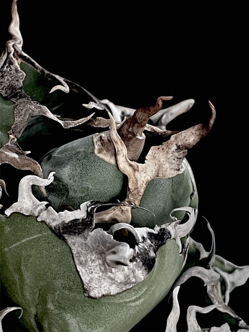 精品美株【台湾株】アガベチタノタ 魔丸 スパチタ ままる まがん