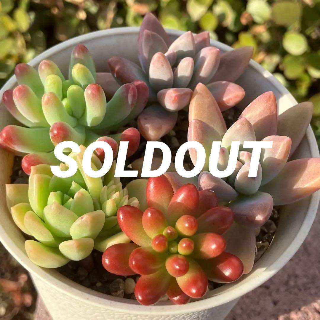 多肉植物 カット苗