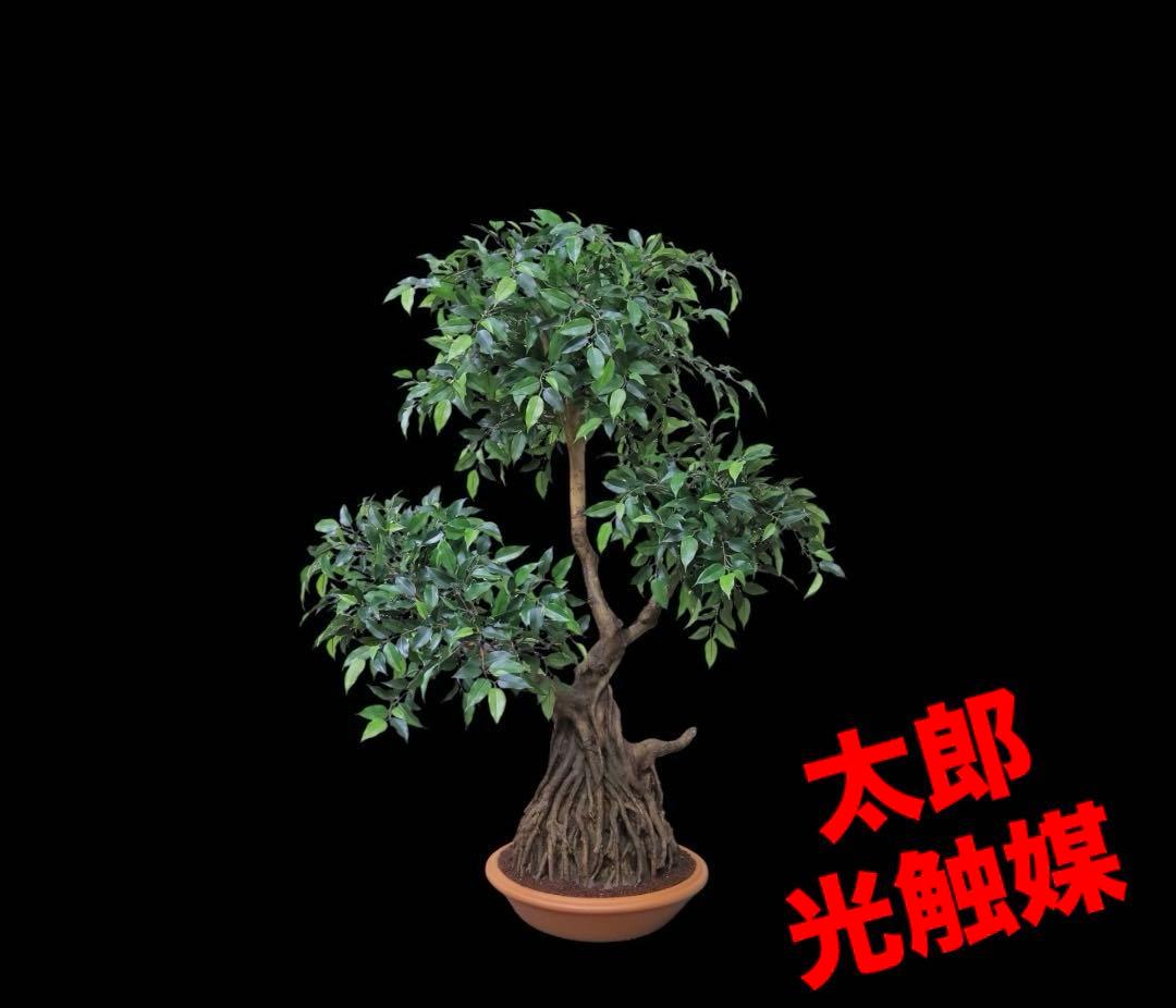 光触媒　人工観葉植物　ウォールグリーン　フェイクグリーン　盆栽フィカス1916