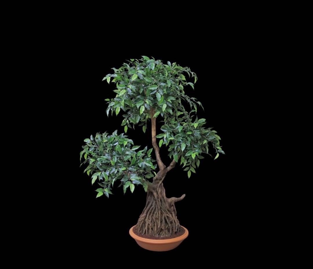 光触媒　人工観葉植物　ウォールグリーン　フェイクグリーン　盆栽フィカス1916