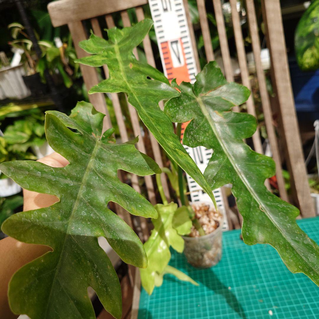 希少】フィロデンドロンボブシー 極斑入り スプラッシュの様なハーフ斑♡