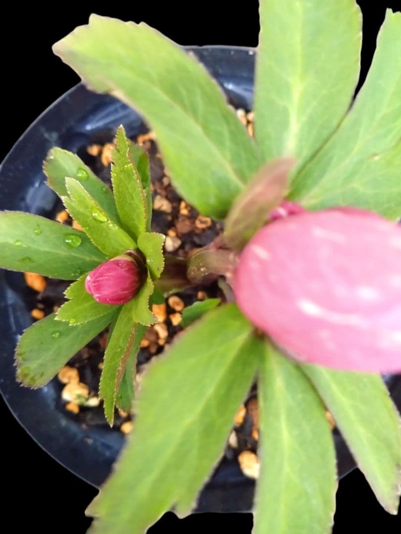 クリスマスローズ　チベタヌス交配