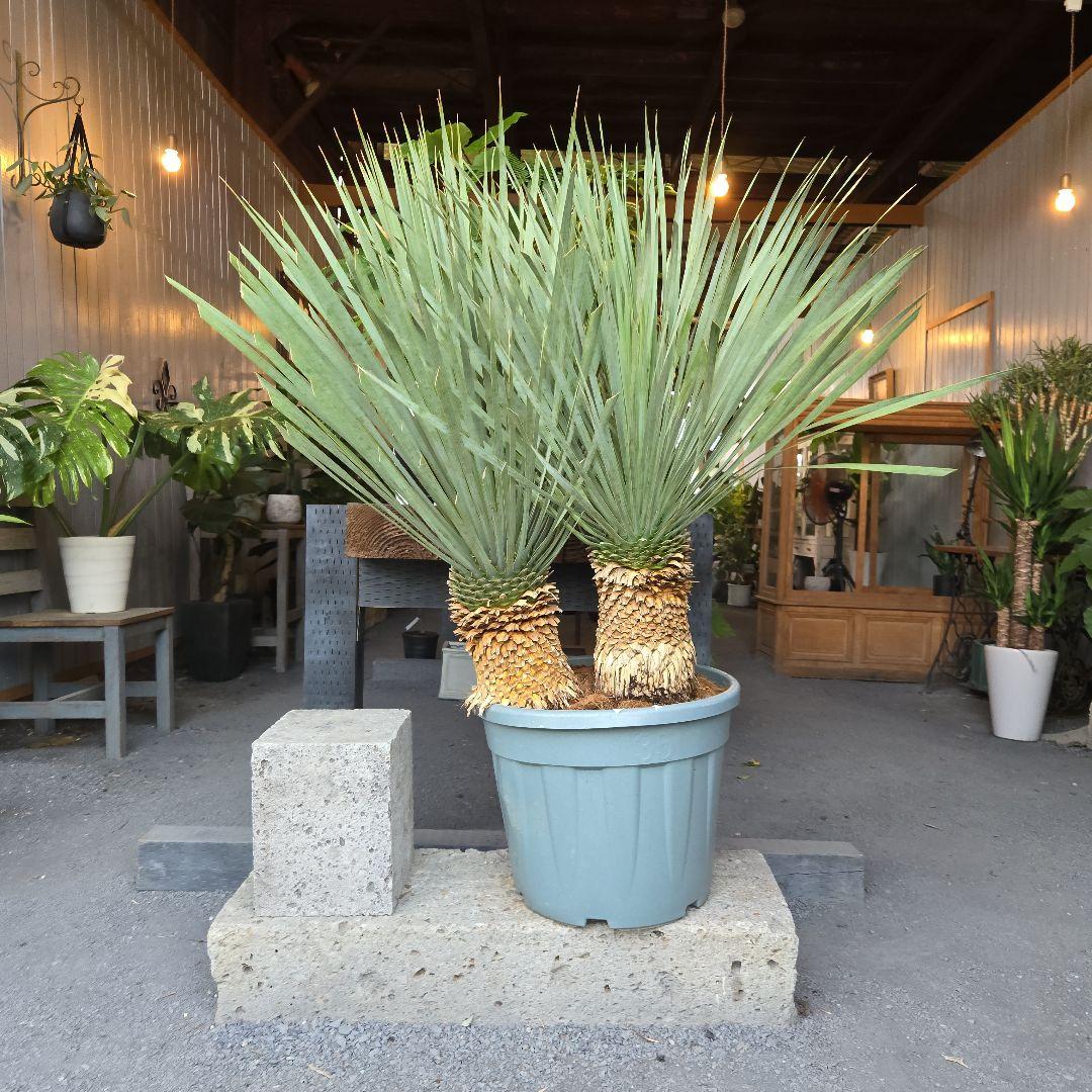 strawberry_jam15　ロストラータ　ブルー&ブルーツイン15号