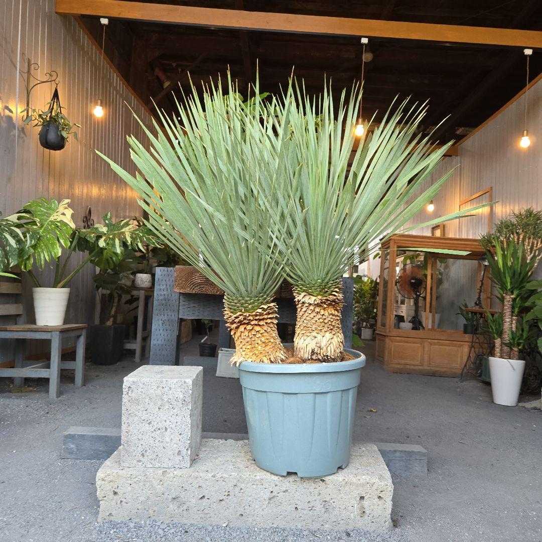 strawberry_jam15　ロストラータ　ブルー&ブルーツイン15号