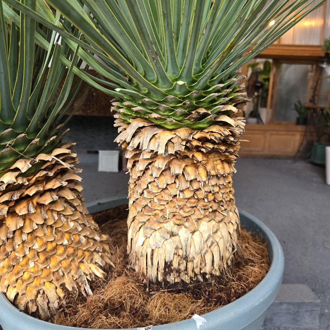 strawberry_jam15　ロストラータ　ブルー&ブルーツイン15号