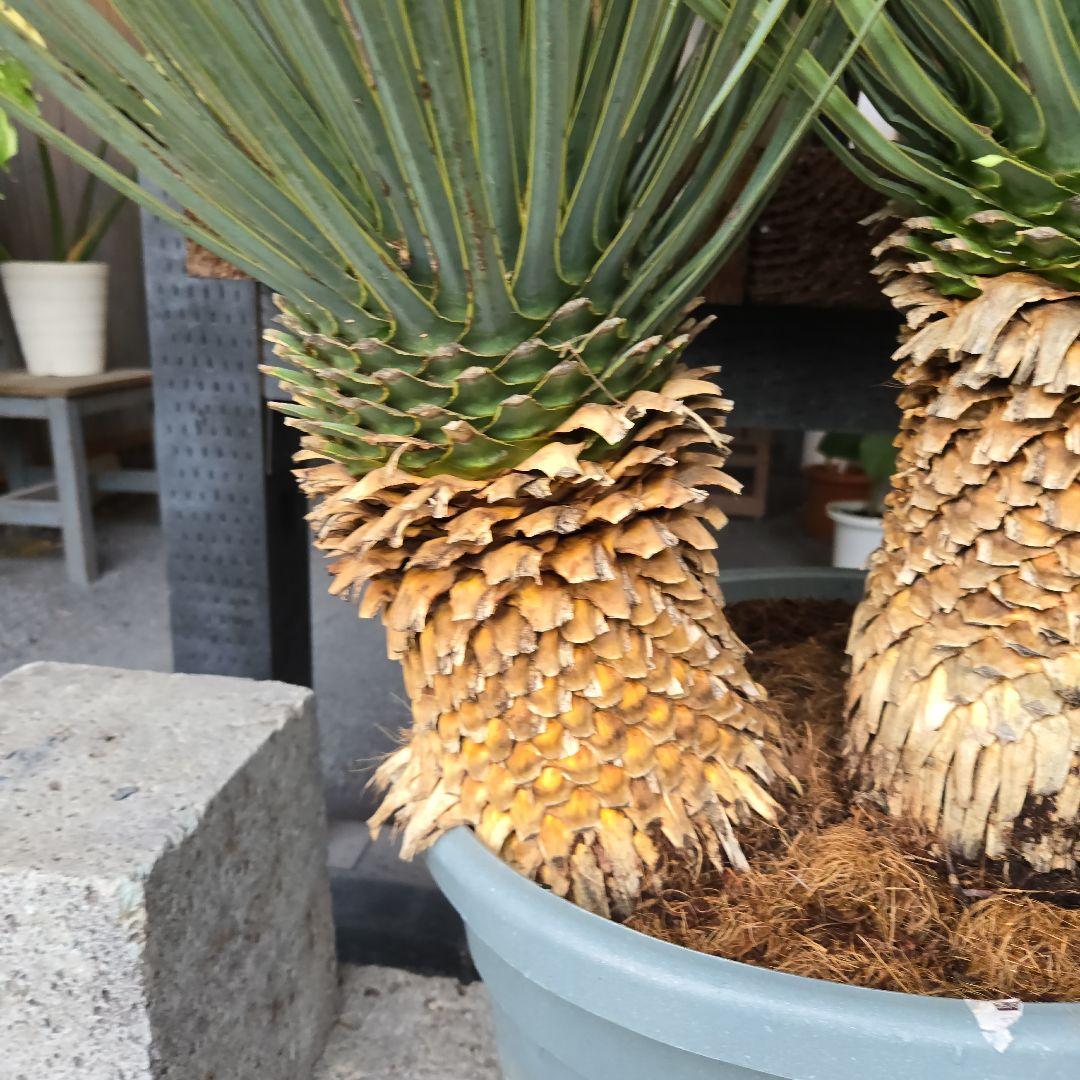 strawberry_jam15　ロストラータ　ブルー&ブルーツイン15号