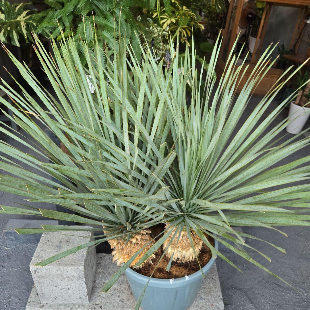 strawberry_jam15　ロストラータ　ブルー&ブルーツイン15号