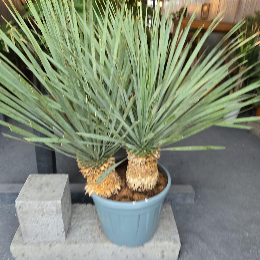 strawberry_jam15　ロストラータ　ブルー&ブルーツイン15号