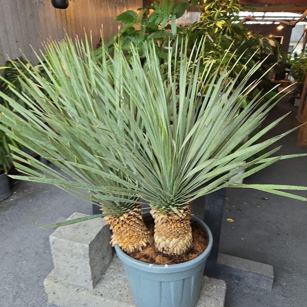 strawberry_jam15　ロストラータ　ブルー&ブルーツイン15号