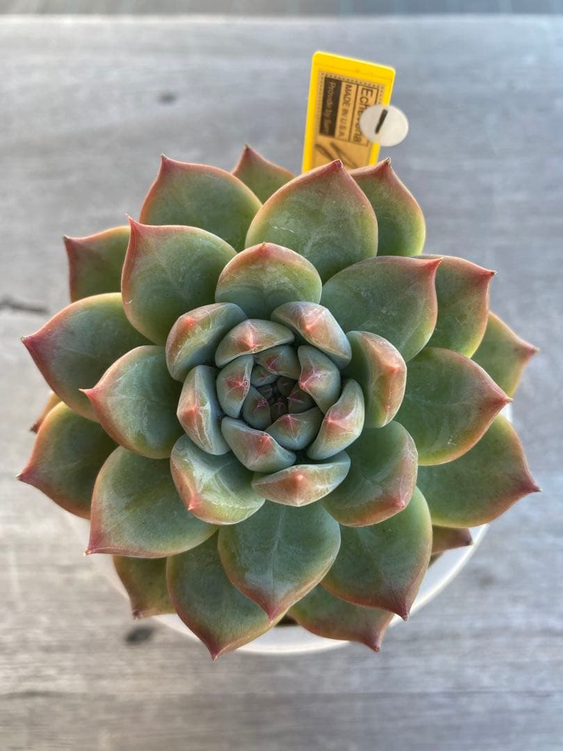 26】カリフォルニア輸入SAMリンゼアナNo.5 希少多肉植物