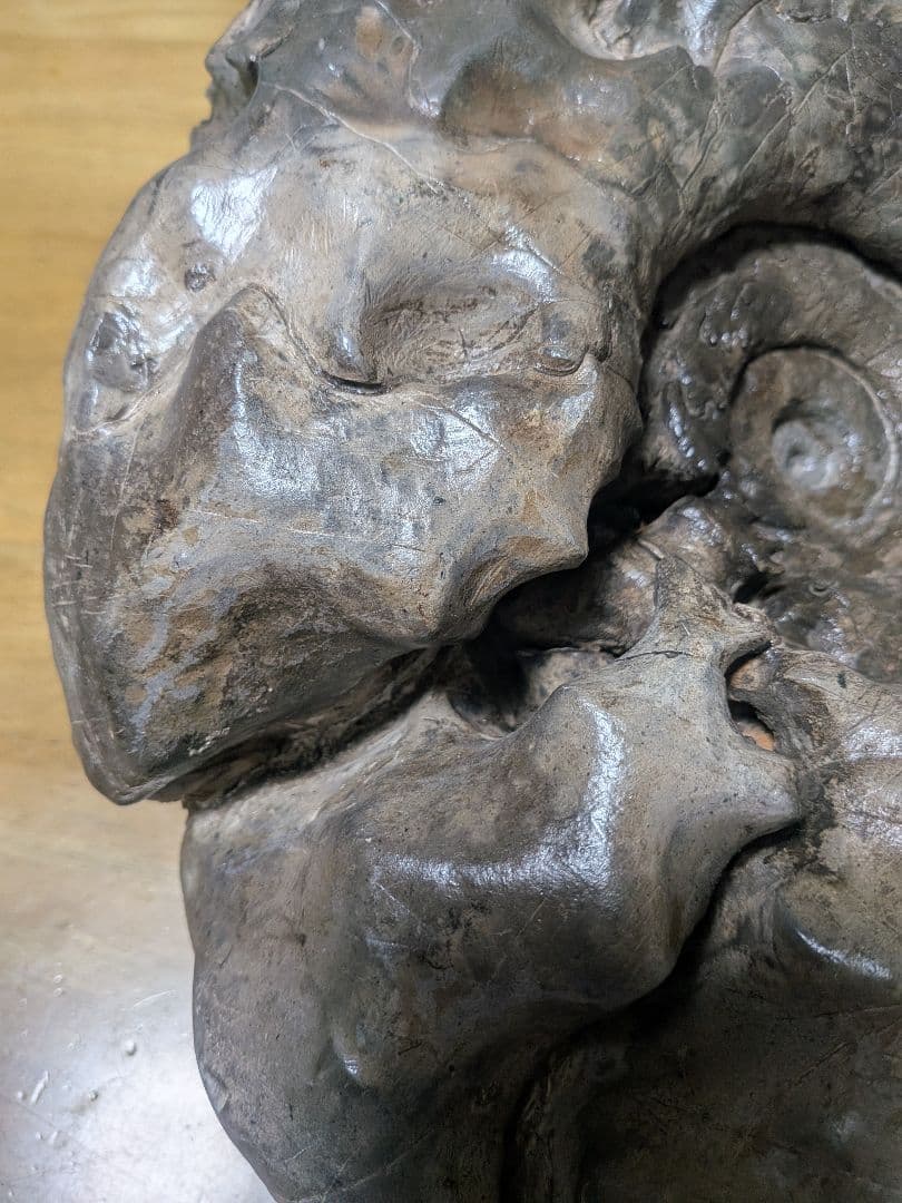 アンモナイト化石 27cm(288)