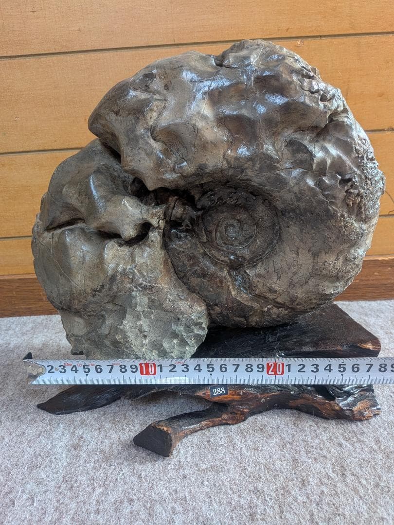 アンモナイト化石 27cm(288)