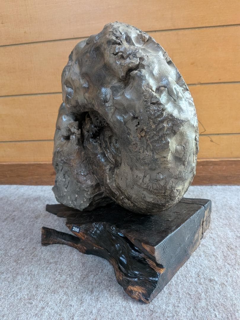 アンモナイト化石 27cm(288)