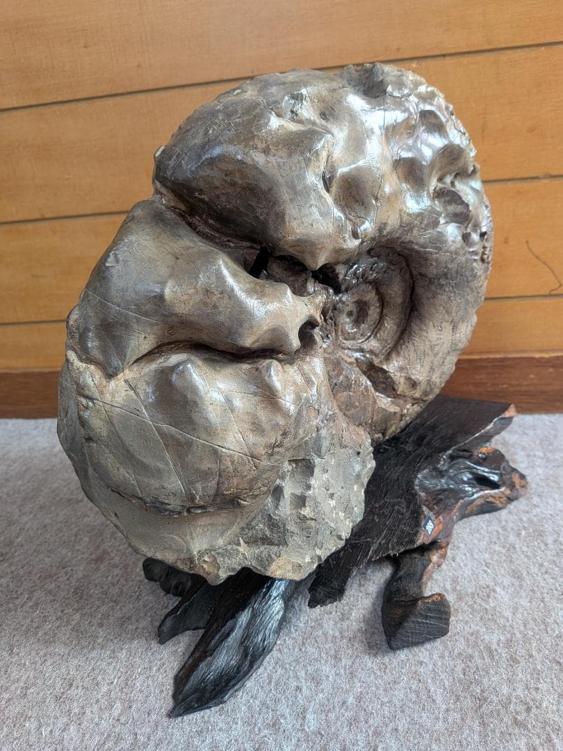 アンモナイト化石 27cm(288)