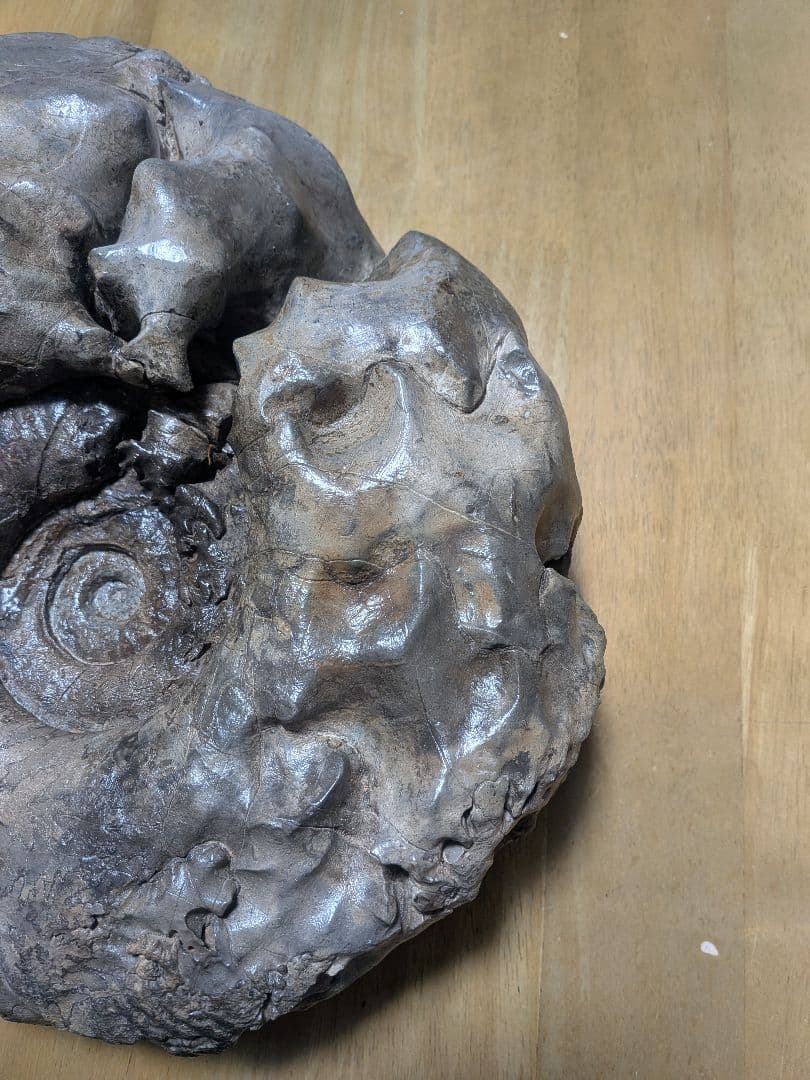 アンモナイト化石 27cm(288)