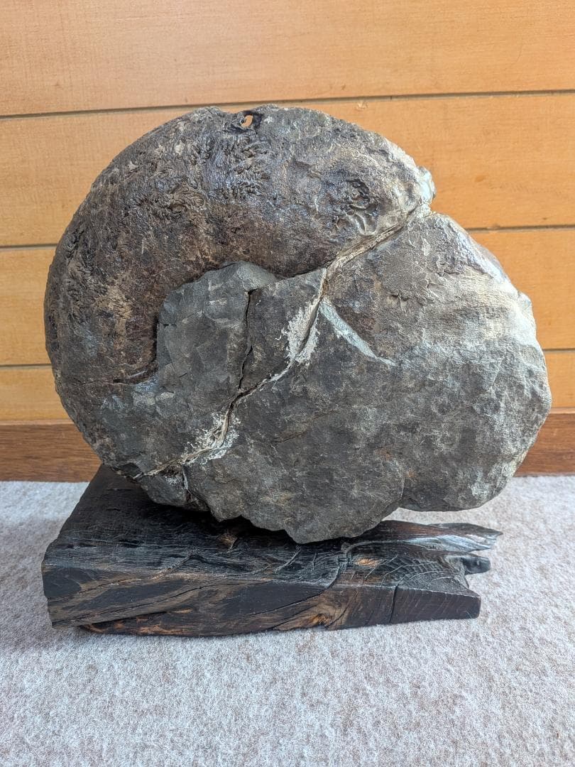 アンモナイト化石 27cm(288)