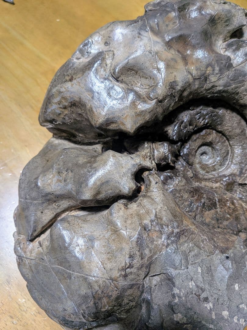 アンモナイト化石 27cm(288)