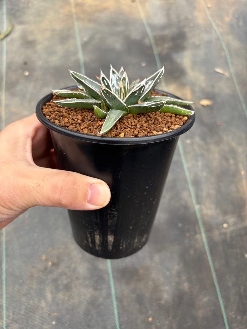 アガベ 極上姫笹の雪 萎縮個体 鉢のまま発送致します。 検索 氷山 虎斑