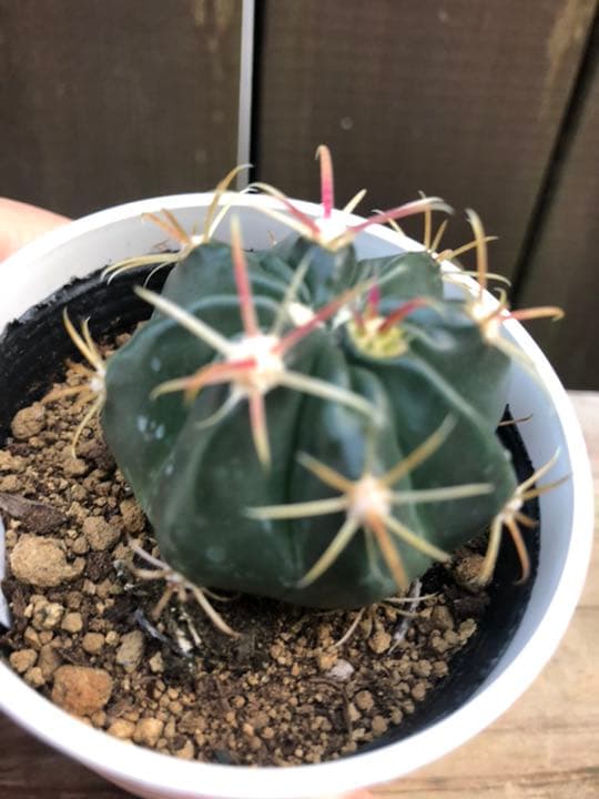 サボテン 日の出丸♡抜き苗(^○^)