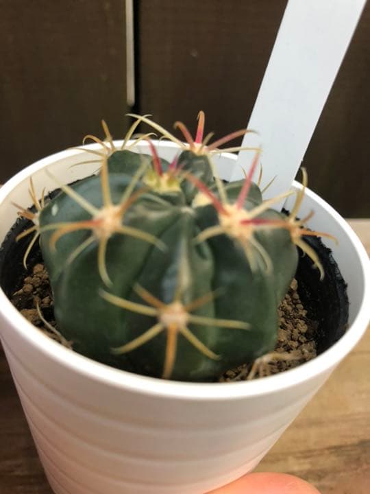 サボテン 日の出丸♡抜き苗(^○^)