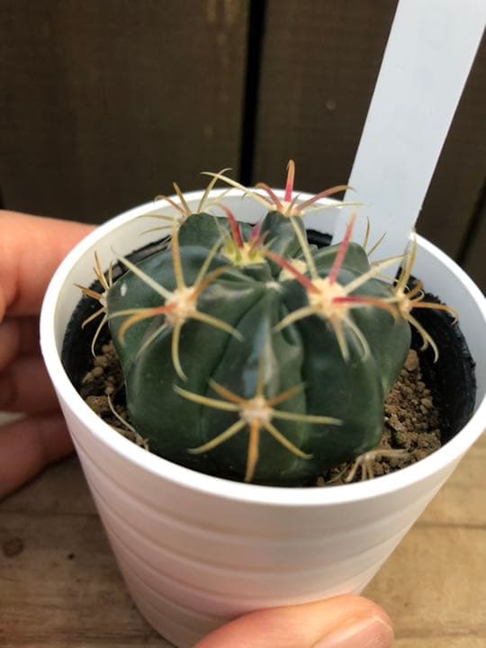 サボテン 日の出丸♡抜き苗(^○^)