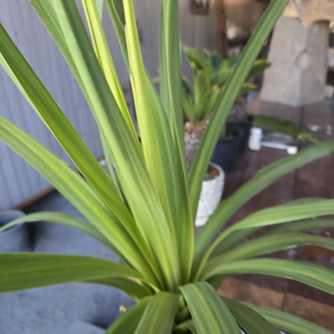 ニオイ　シュロ　8号　特大苗木