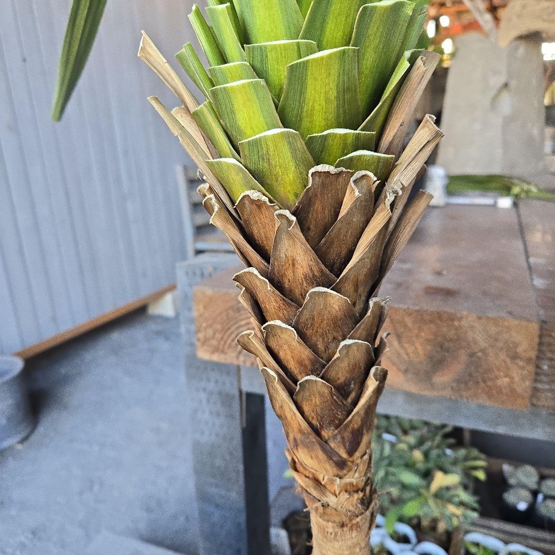 ニオイ　シュロ　8号　特大苗木