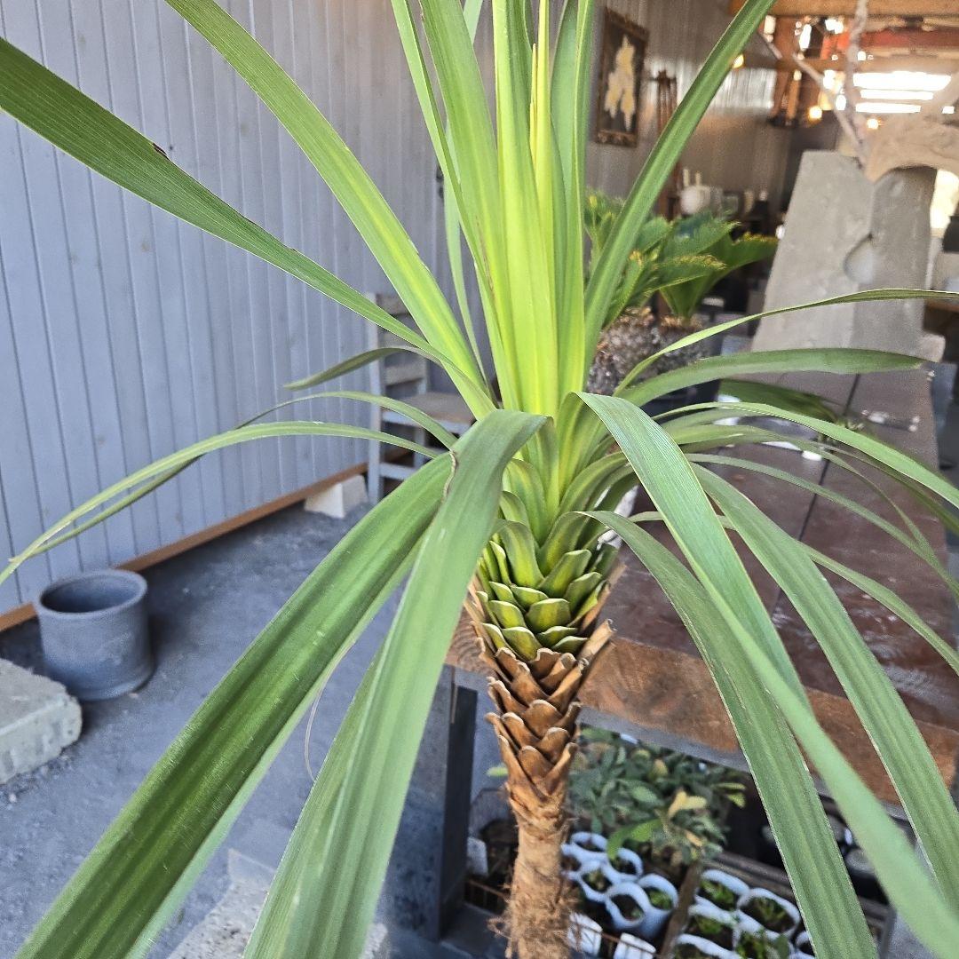 ニオイ　シュロ　8号　特大苗木