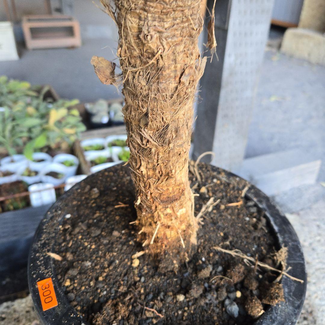 ニオイ　シュロ　8号　特大苗木