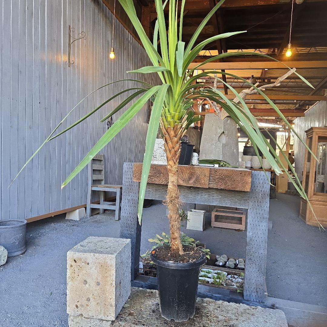 ニオイ　シュロ　8号　特大苗木