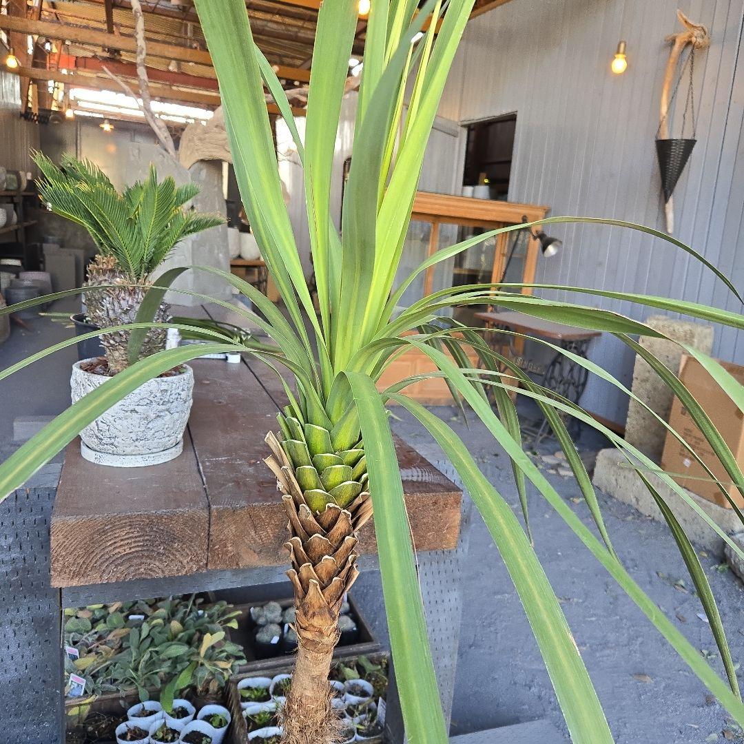 ニオイ　シュロ　8号　特大苗木