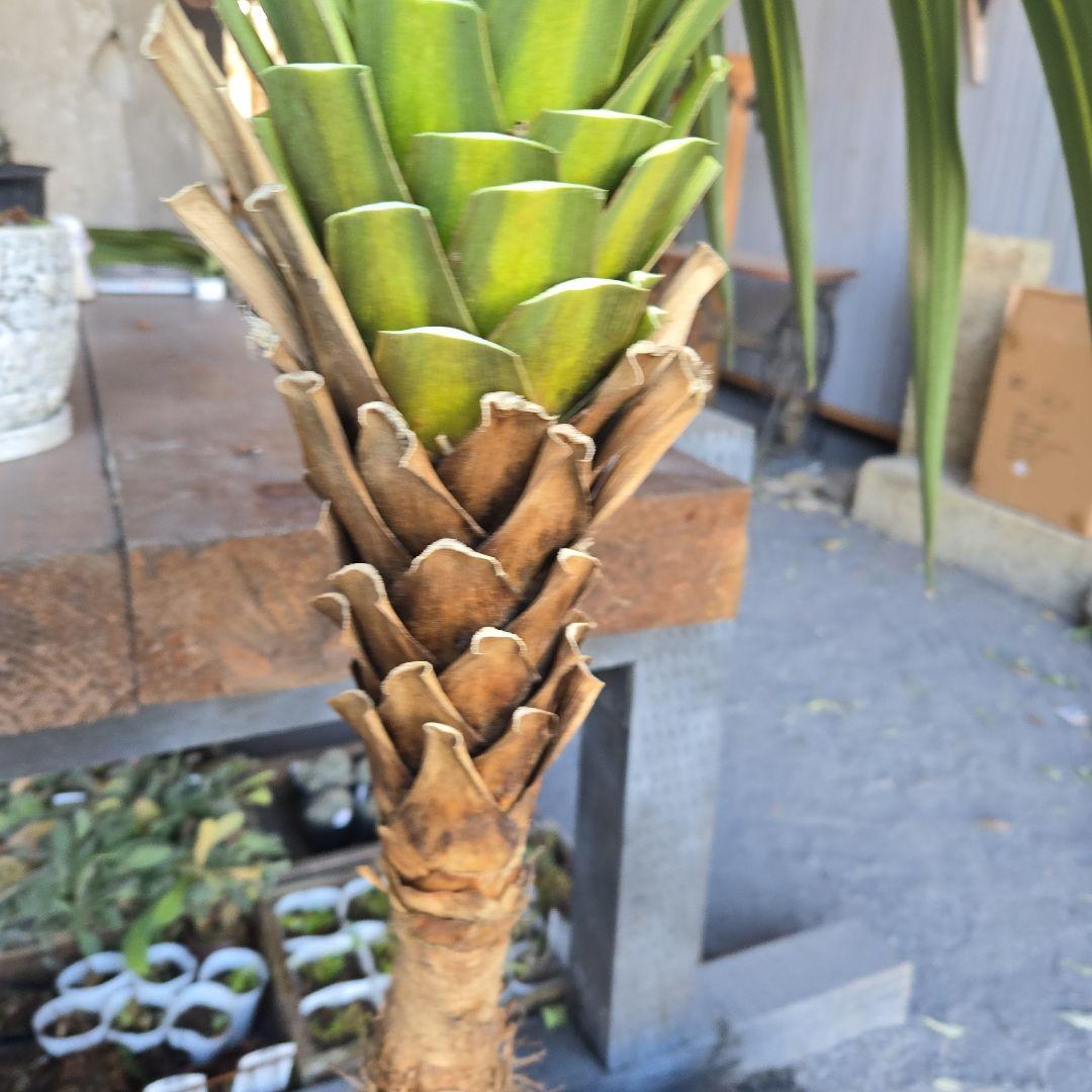 ニオイ　シュロ　8号　特大苗木