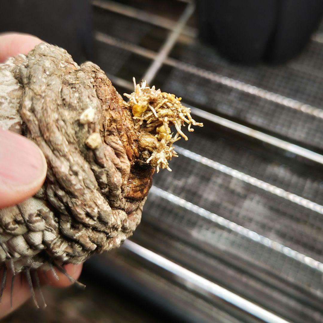 サボテン　コピアポア　コルムナアルバ　弧竜丸