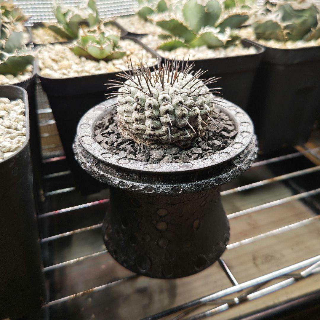 サボテン　コピアポア　コルムナアルバ　弧竜丸