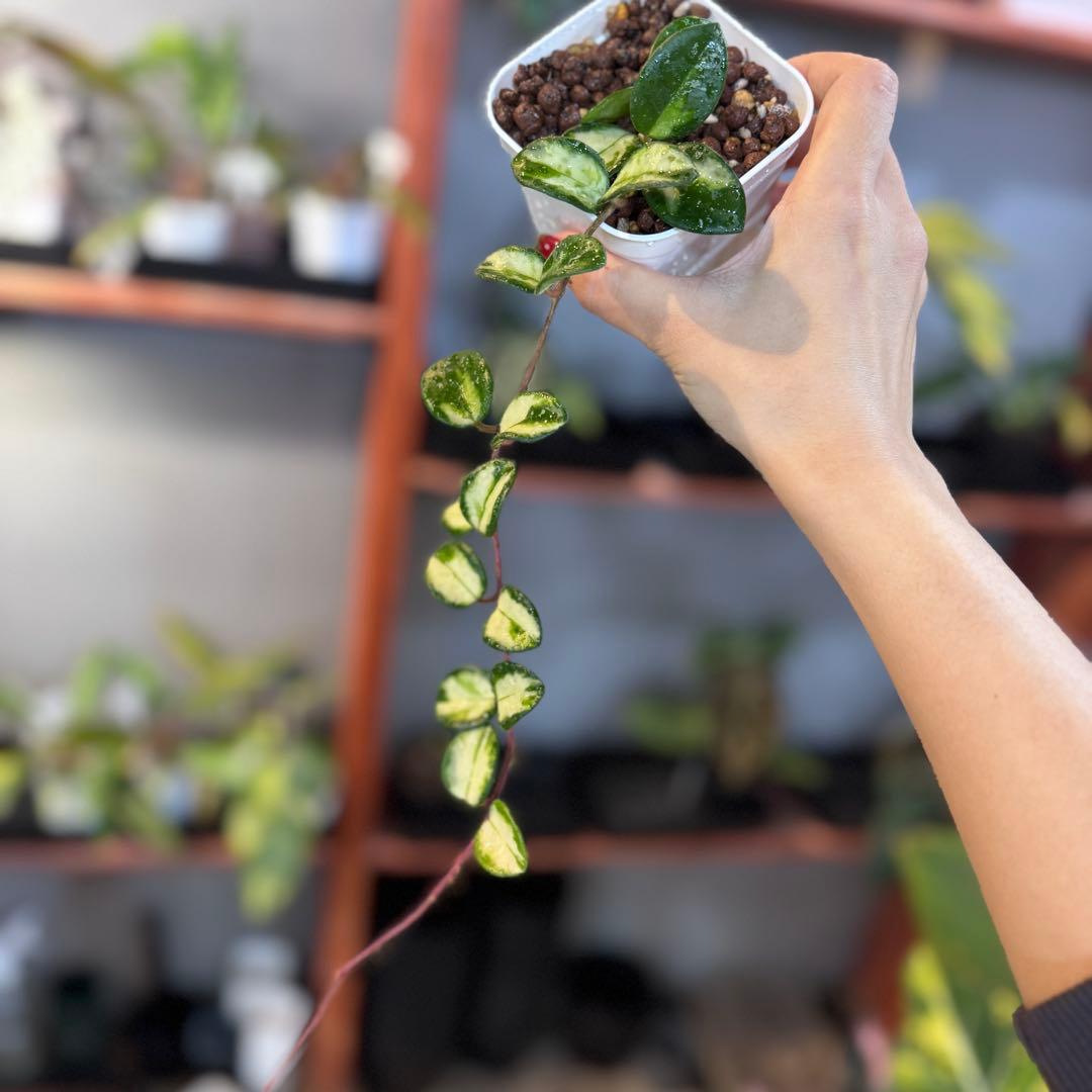 16 ホヤ マチルダ斑入り 内斑 激レア mathilde variegated - メルカリ