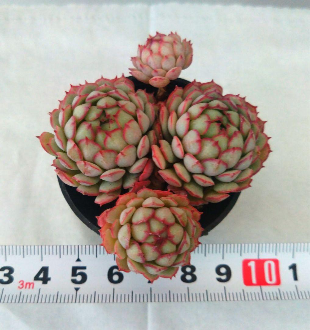 ⑦多肉植物エケベリア【小紅船】多頭苗 抜き苗 - メルカリ
