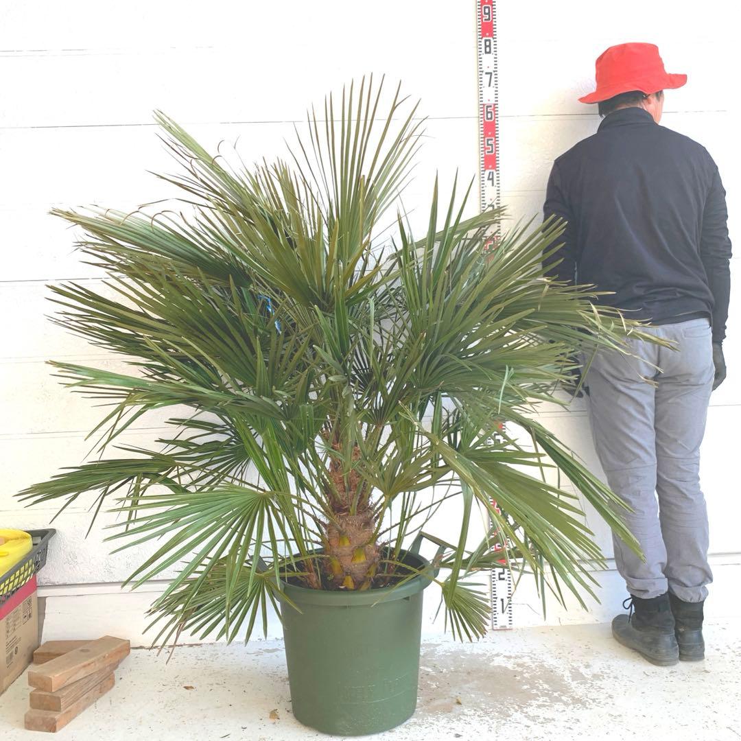 チャメロプス 大株 ドライガーデン チャメロップス 耐寒性 アガベ 74