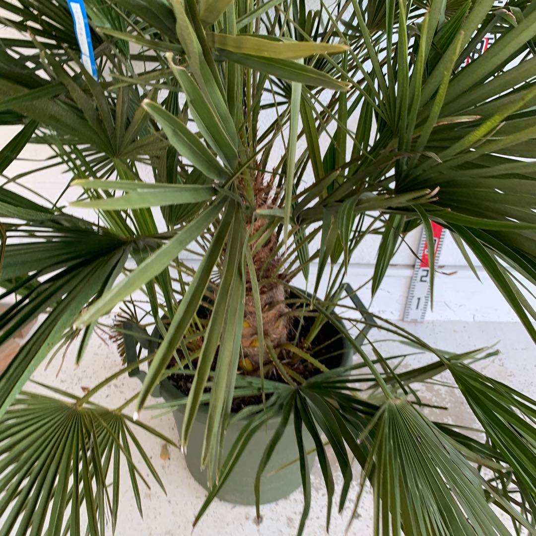 チャメロプス 大株 ドライガーデン チャメロップス 耐寒性 アガベ 74