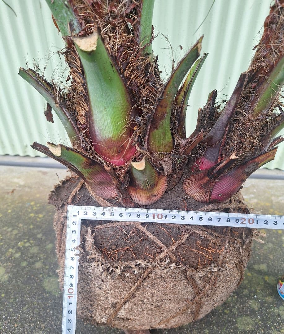 ココスヤシ　(338)　シルバーリーフ2株立ち