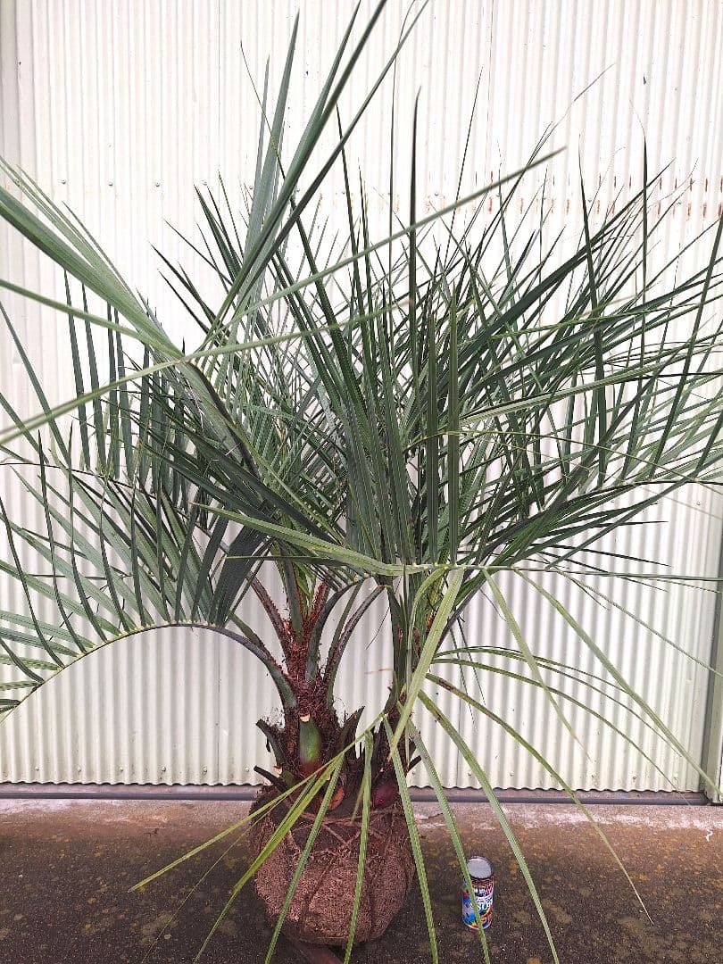 ココスヤシ　(338)　シルバーリーフ2株立ち