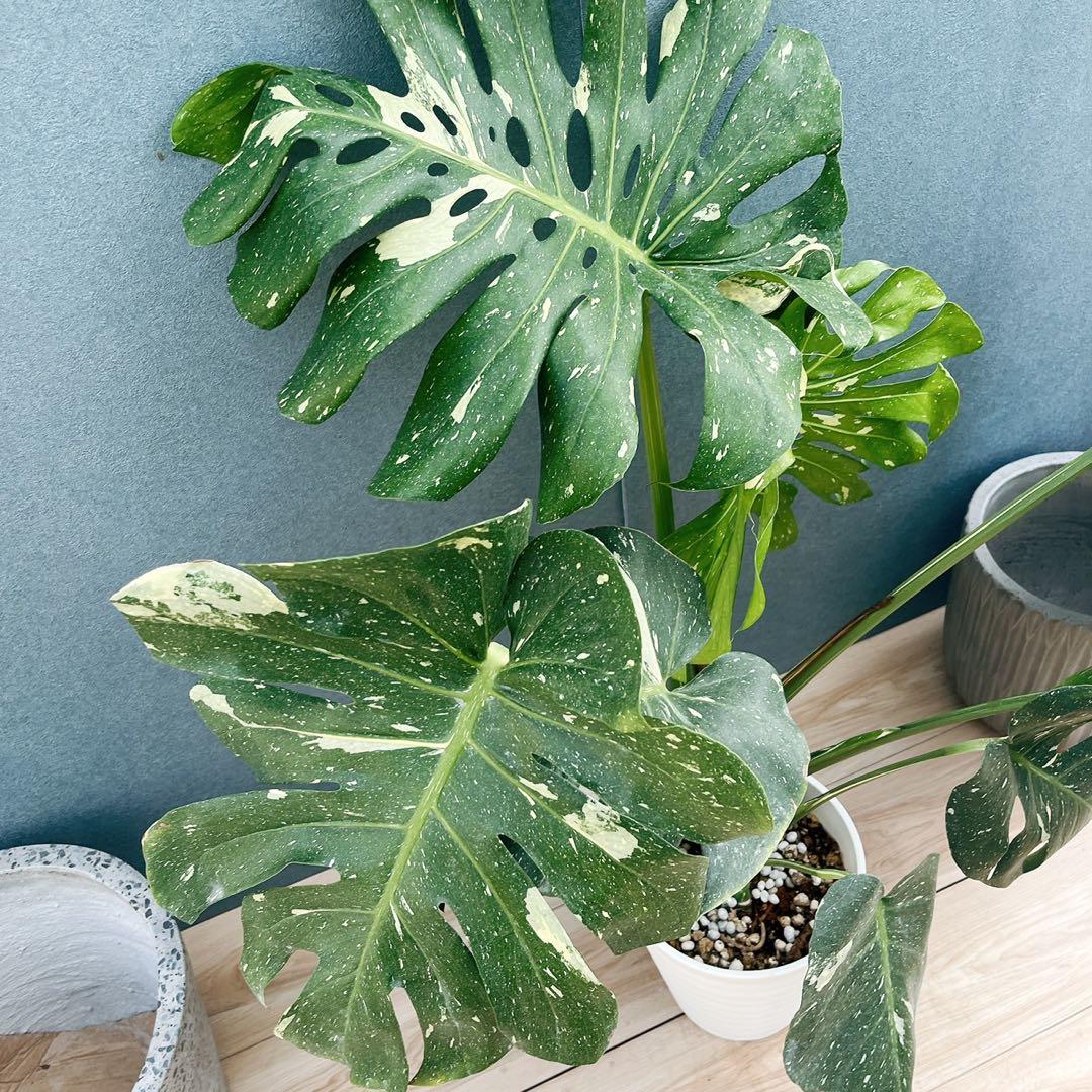 ［現品］【希少】20番　モンステラ　斑入り　観葉植物　室内　レア　綺麗　大型