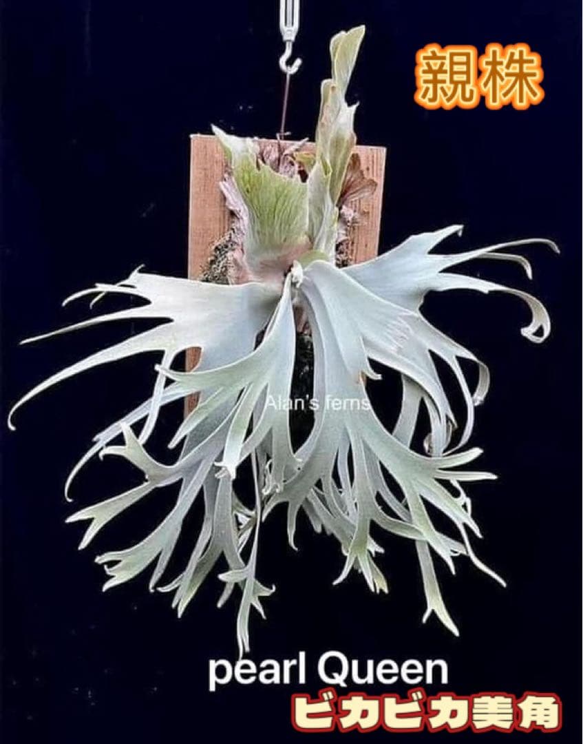 ビカクシダ OMG x Pearl Queen sporeling 交配種