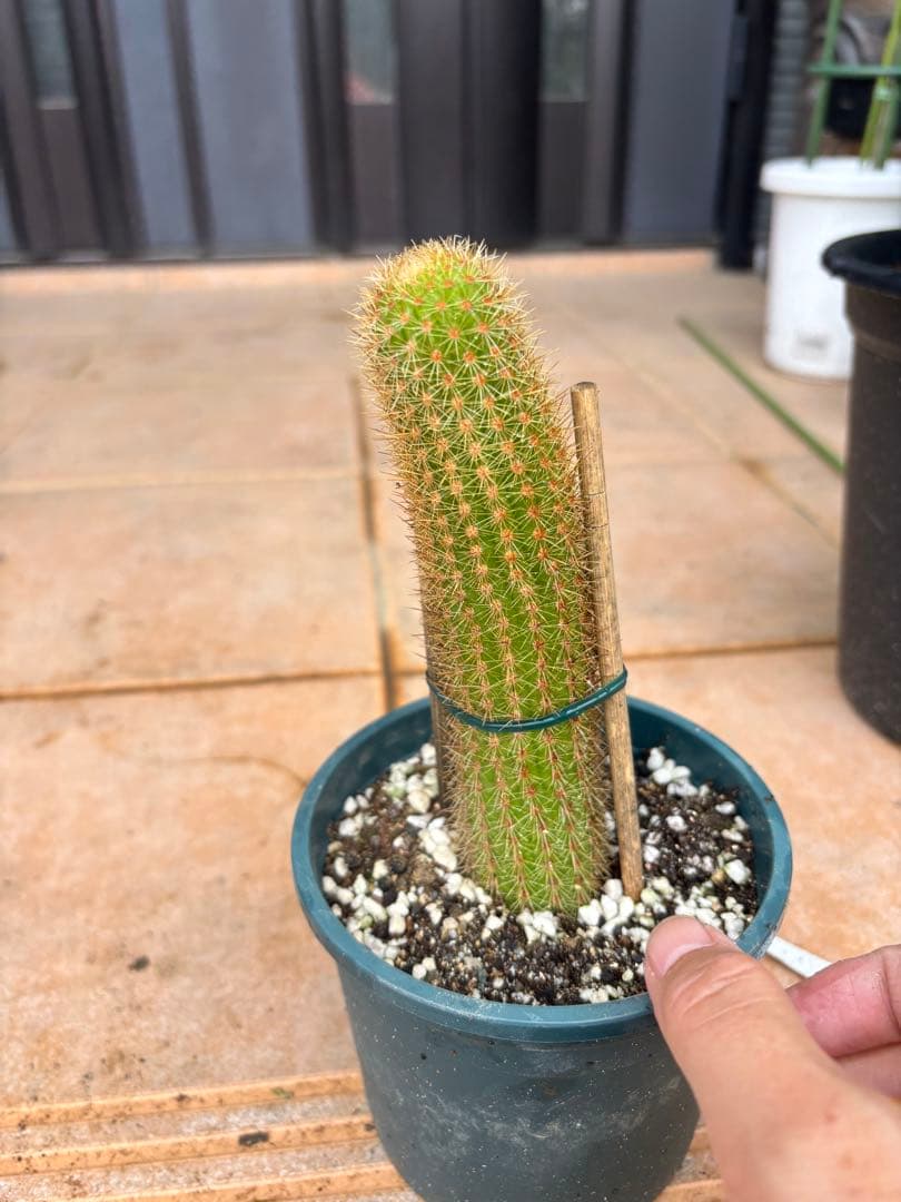 多肉植物 花サボテン 金紐シリーズ 二色 - メルカリ