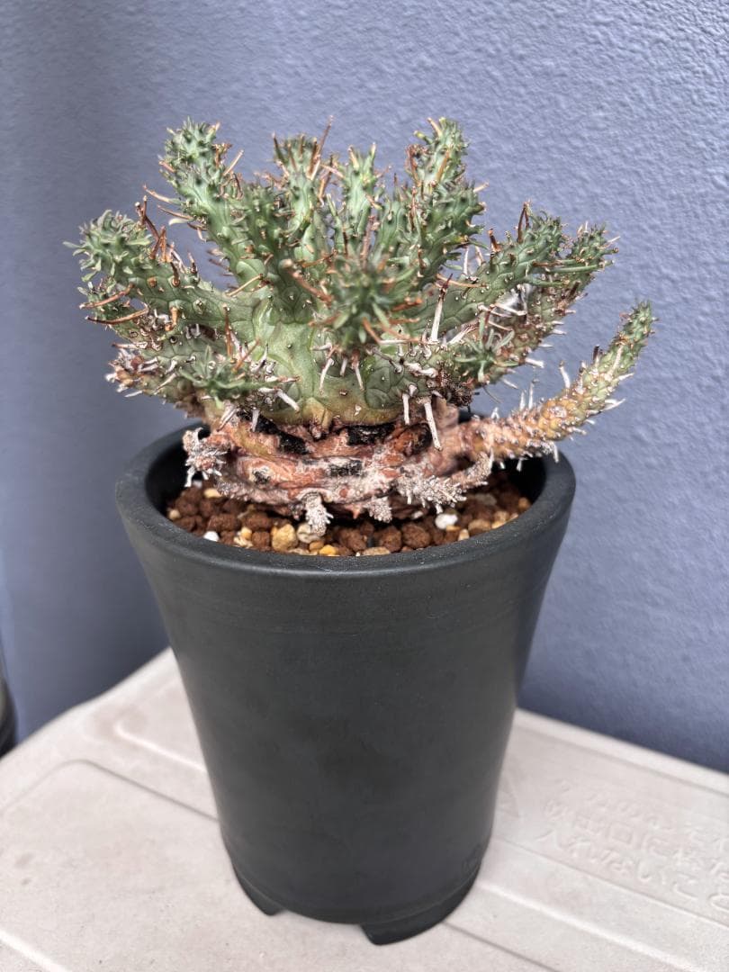 送料無料 発根済み 現地球 超希少種 ユーフォルビア クラシぺス 倶梨伽羅玉