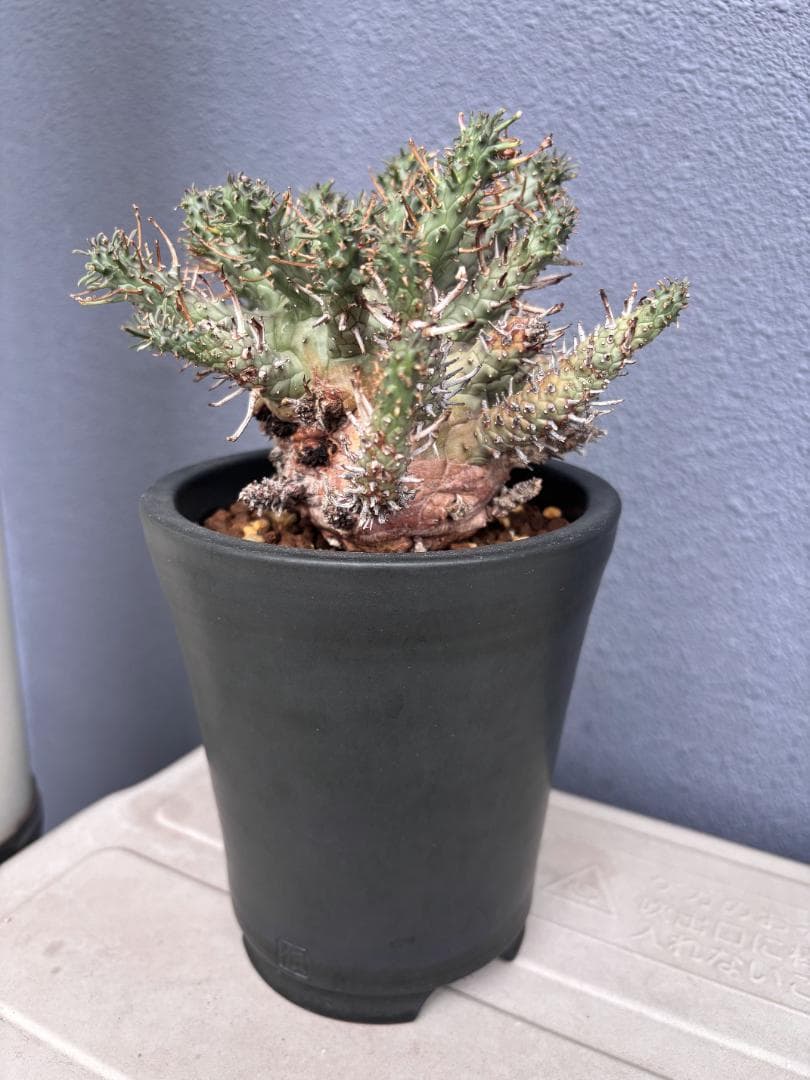 送料無料 発根済み 現地球 超希少種 ユーフォルビア クラシぺス 倶梨伽羅玉